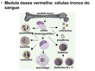 • Medula óssea vermelha: células tronco do
sangue

 