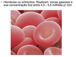 • Hemácias ou eritrócitos: Realizam trocas gasosas e
sua concentração fica entre 4,5 - 5,5 milhões p/ mm .

 