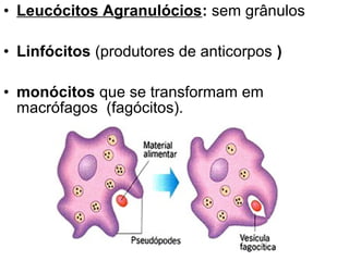 • Leucócitos Agranulócios: sem grânulos
• Linfócitos (produtores de anticorpos )
• monócitos que se transformam em
macrófagos (fagócitos).

 