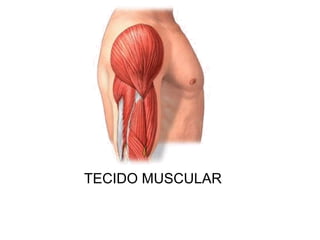 TECIDO MUSCULAR

 