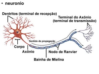 • neuronio

 