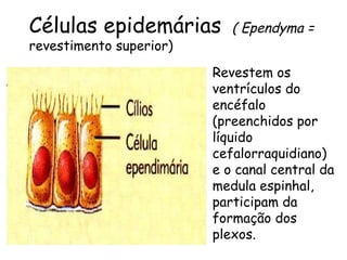 Células epidemárias
revestimento superior)

( Ependyma =

Revestem os
ventrículos do
encéfalo
(preenchidos por
líquido
cefalorraquidiano)
e o canal central da
medula espinhal,
participam da
formação dos
plexos.

 