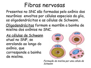 Fibras nervosas
Presentes no SNC são formadas pelo axônio dos
neurônios envoltos por células especiais da glia,
os oligodendrócitos e as células de Schwann.
Oligodendrócitos formam e mantêm a bainha de
mielina dos oxônios no SNC.
As células de Schwann
atual no SNP, se
enrolando ao longo do
axônio, que
corresponde a bainha
de mielina.
Formação de mielina por uma célula de
Schwann

 
