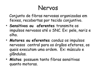 Nervos
Conjunto de fibras nervosas organizadas em
feixes, recobertas por tecido conjuntivo.
• Sensitivos ou aferentes transmite os
impulsos nervosos até o SNC. Ex: pele, nariz e
olho.
• Motores ou eferentes conduz os impulsos
nervosos central para os órgãos efetores, os
quais executam uma ordem. Ex: músculo e
glândulas.
• Mistos possuem tanto fibras sensitivas
quanto motoras.

 