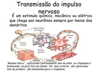 Transmissão do impulso
nervoso

É um estimulo químico, mecânico ou elétrico
que chega aos neurônios sempre por meios dos
dendritos.

“Bambas iônica” , capturando continuamente íons de sódio no citoplasma e
bombeando –os para fora da células . No meio externo , são capturados
íons de potássio , são bombeados para o citoplasma.

 
