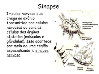 Sinapse
Impulso nervoso que
chega ao axônio
transmitido por células
nervosas ou para as
células dos órgãos
afetados (músculos e
glândulas). Isso acontece
por meio de uma região
especializada, a sinapse
nervosa.

liberação de
neurotransmissores
(aceticolina e
adrenalina)

 