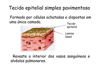 Tecido epitelial simples pavimentoso
Formado por células achatadas e dispostas em
uma única camada.
Tecido
epitelial

Lamina
basal

Reveste o interior dos vasos sanguíneos e
alvéolos pulmonares.

 