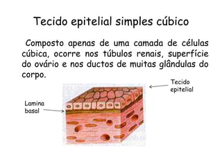 Tecido epitelial simples cúbico
Composto apenas de uma camada de células
cúbica, ocorre nos túbulos renais, superfície
do ovário e nos ductos de muitas glândulas do
corpo.
Tecido
epitelial

Lamina
basal

 