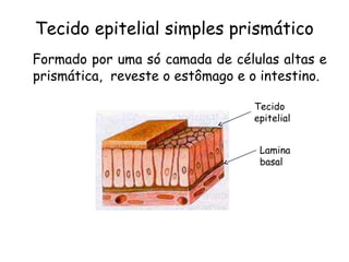 Tecido epitelial simples prismático
Formado por uma só camada de células altas e
prismática, reveste o estômago e o intestino.
Tecido
epitelial
Lamina
basal

 