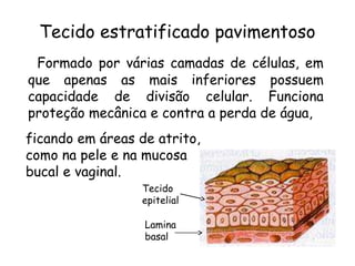 Tecido estratificado pavimentoso
Formado por várias camadas de células, em
que apenas as mais inferiores possuem
capacidade de divisão celular. Funciona
proteção mecânica e contra a perda de água,
ficando em áreas de atrito,
como na pele e na mucosa
bucal e vaginal.
Tecido
epitelial
Lamina
basal

 