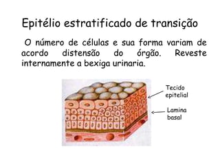 Epitélio estratificado de transição
O número de células e sua forma variam de
acordo
distensão
do
órgão.
Reveste
internamente a bexiga urinaria.
Tecido
epitelial
Lamina
basal

 