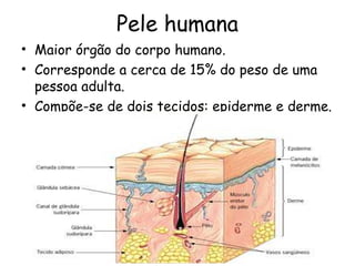 Pele humana
• Maior órgão do corpo humano.
• Corresponde a cerca de 15% do peso de uma
pessoa adulta.
• Compõe-se de dois tecidos: epiderme e derme.

 