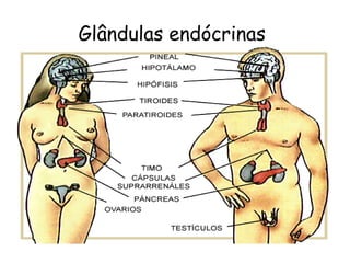 Glândulas endócrinas

 