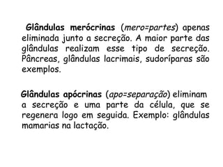 Glândulas merócrinas (mero=partes) apenas
eliminada junto a secreção. A maior parte das
glândulas realizam esse tipo de secreção.
Pâncreas, glândulas lacrimais, sudoríparas são
exemplos.
Glândulas apócrinas (apo=separação) eliminam
a secreção e uma parte da célula, que se
regenera logo em seguida. Exemplo: glândulas
mamarias na lactação.

 