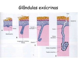 Glândulas exócrinas

 
