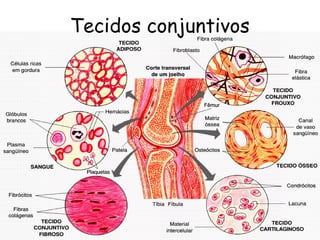 Tecidos conjuntivos

 