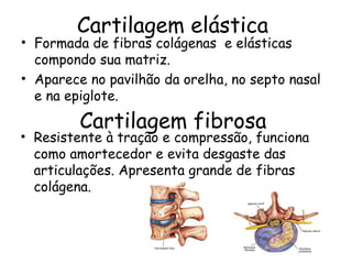 Cartilagem elástica

• Formada de fibras colágenas e elásticas
compondo sua matriz.
• Aparece no pavilhão da orelha, no septo nasal
e na epiglote.

Cartilagem fibrosa

• Resistente à tração e compressão, funciona
como amortecedor e evita desgaste das
articulações. Apresenta grande de fibras
colágena.

 