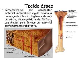 Tecido ósseo

• Caracteriza-se
por
apresentar
material intercelular rígido devido à
presença de fibras colagénas e de sais
de cálcio, de magnésio e de fósforo,
combinados para formar um material
extremamente resistente.

 