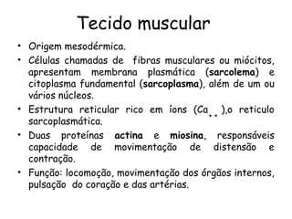 Tecido muscular
• Origem mesodérmica.
• Células chamadas de fibras musculares ou miócitos,
apresentam membrana plasmática (sarcolema) e
citoplasma fundamental (sarcoplasma), além de um ou
vários núcleos.
• Estrutura reticular rico em íons (Ca ),o reticulo
++
sarcoplasmática.
• Duas proteínas actina e miosina, responsáveis
capacidade de movimentação de distensão e
contração.
• Função: locomoção, movimentação dos órgãos internos,
pulsação do coração e das artérias.

 