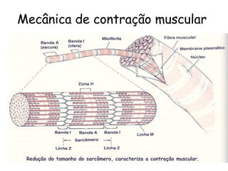 Mecânica de contração muscular

Redução do tamanho do sarcômero, caracteriza a contração muscular.

 