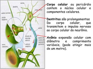 Corpo celular ou pericárdio
contem o núcleo celular e
componentes celulares.
Dentritos são prolongamentos
Do
corpo
celular,
que
transmitem o impulso nervoso
ao corpo celular do neurônio.
Axônio expansão celular com
diâmetro
e
comprimento
variáveis, (pode atingir mais
de um metro).

 