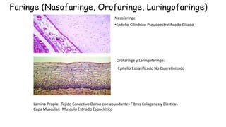 Faringe (Nasofaringe, Orofaringe, Laringofaringe)
Nasofaringe
•Epitelio Cilíndrico Pseudoestratificado Ciliado
Orofaringe y Laringofaringe:
•Epitelio Estratificado No Queratinizado
Lamina Propia: Tejido Conectivo Denso con abundantes Fibras Colagenas y Elásticas
Capa Muscular: Musculo Estriado Esquelético
 