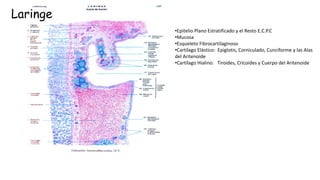 Laringe
•Epitelio Plano Estratificado y el Resto E.C.P.C
•Mucosa
•Esqueleto Fibrocartilaginoso
•Cartílago Elástico: Epiglotis, Corniculado, Cunciforme y las Alas
del Aritenoide
•Cartílago Hialino: Tiroides, Cricoides y Cuerpo del Aritenoide
 
