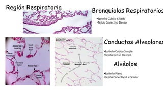 Región Respiratoria
•Epitelio Cubico Ciliado
•Tejido Conectivo Denso
Bronquiolos Respiratorios
Conductos Alveolares
•Epitelio Cubico Simple
•Tejido Denso Elástico
Alvéolos
•Epitelio Plano
•Tejido Conectivo Lx Celular
 