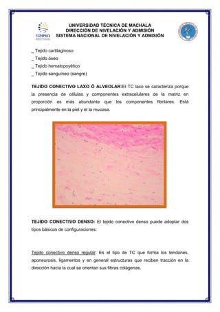 UNIVERSIDAD TÉCNICA DE MACHALA
DIRECCIÓN DE NIVELACIÓN Y ADMISIÓN
SISTEMA NACIONAL DE NIVELACIÓN Y ADMISIÓN
_ Tejido cartilaginoso
_ Tejido óseo
_ Tejido hematopoyético
_ Tejido sanguíneo (sangre)
TEJIDO CONECTIVO LAXO Ó ALVEOLAR:El TC laxo se caracteriza porque
la presencia de células y componentes extracelulares de la matriz en
proporción

es más abundante

que

los componentes fibrilares.

Está

principalmente en la piel y el la mucosa.

TEJIDO CONECTIVO DENSO: El tejido conectivo denso puede adoptar dos
tipos básicos de configuraciones:

Tejido conectivo denso regular: Es el tipo de TC que forma los tendones,
aponeurosis, ligamentos y en general estructuras que reciben tracción en la
dirección hacia la cual se orientan sus fibras colágenas.

 