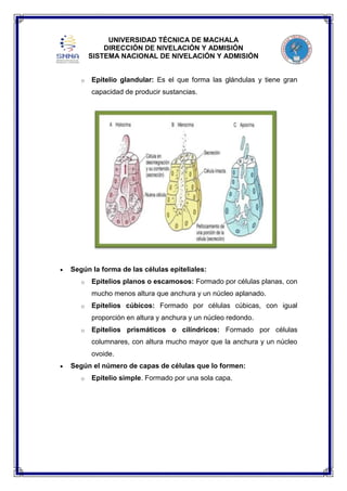 UNIVERSIDAD TÉCNICA DE MACHALA
DIRECCIÓN DE NIVELACIÓN Y ADMISIÓN
SISTEMA NACIONAL DE NIVELACIÓN Y ADMISIÓN
o

Epitelio glandular: Es el que forma las glándulas y tiene gran
capacidad de producir sustancias.

Según la forma de las células epiteliales:
o

Epitelios planos o escamosos: Formado por células planas, con
mucho menos altura que anchura y un núcleo aplanado.

o

Epitelios cúbicos: Formado por células cúbicas, con igual
proporción en altura y anchura y un núcleo redondo.

o

Epitelios prismáticos o cilíndricos: Formado por células
columnares, con altura mucho mayor que la anchura y un núcleo
ovoide.

Según el número de capas de células que lo formen:
o

Epitelio simple. Formado por una sola capa.

 