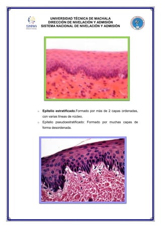 UNIVERSIDAD TÉCNICA DE MACHALA
DIRECCIÓN DE NIVELACIÓN Y ADMISIÓN
SISTEMA NACIONAL DE NIVELACIÓN Y ADMISIÓN

o

Epitelio estratificado.Formado por más de 2 capas ordenadas,
con varias líneas de núcleo.

o

Epitelio pseudoestratificado: Formado por muchas capas de
forma desordenada.

 