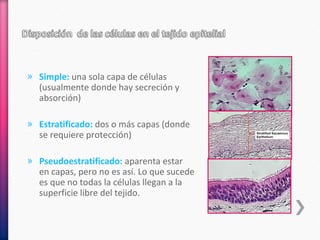 » Simple: una sola capa de células
(usualmente donde hay secreción y
absorción)
» Estratificado: dos o más capas (donde
se requiere protección)
» Pseudoestratificado: aparenta estar
en capas, pero no es así. Lo que sucede
es que no todas la células llegan a la
superficie libre del tejido.
 