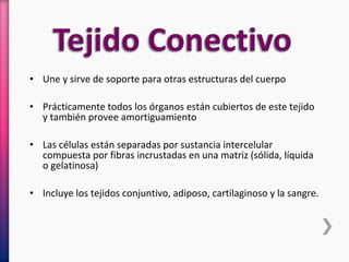 • Une y sirve de soporte para otras estructuras del cuerpo
• Prácticamente todos los órganos están cubiertos de este tejido
y también provee amortiguamiento
• Las células están separadas por sustancia intercelular
compuesta por fibras incrustadas en una matriz (sólida, líquida
o gelatinosa)
• Incluye los tejidos conjuntivo, adiposo, cartilaginoso y la sangre.
 