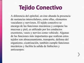 A diferencia del epitelial, en éste abunda la presencia
de sustancias intercelulares, entre ellas, elementos
vasculares y nerviosos. El tejido conectivo se
encarga de las funciones mecánicas y compone las
mucosas y piel, es utilizado por los conductos
excretores, vasos y nervios como vehículo. Algunas
de las funciones más importantes que realizan estos
tejidos son almacenamiento, transporte, defensa del
organismo, cicatrización, también cumple funciones
mecánicas y facilita la salida de linfocitos y
anticuerpos.
 
