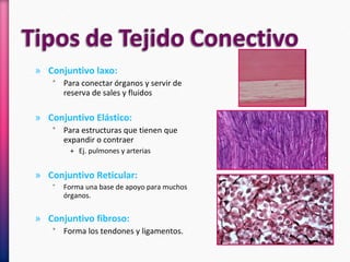 » Conjuntivo laxo:
˃ Para conectar órganos y servir de
reserva de sales y fluidos
» Conjuntivo Elástico:
˃ Para estructuras que tienen que
expandir o contraer
+ Ej. pulmones y arterias
» Conjuntivo Reticular:
˃ Forma una base de apoyo para muchos
órganos.
» Conjuntivo fibroso:
˃ Forma los tendones y ligamentos.
 