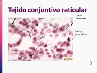 Fibras
reticulares
Células
plasmáticas
 