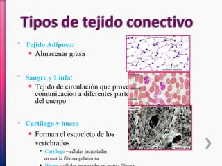  Tejido Adiposo:
• Almacenar grasa
 Sangre y Linfa:
• Tejido de circulación que provee
comunicación a diferentes partes
del cuerpo
 Cartílago y hueso
• Forman el esqueleto de los
vertebrados
• Cartílago – células incrustadas
en matriz fibrosa gelatinosa
 