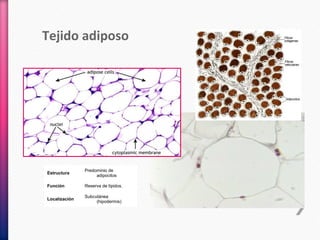 Tejido adiposo
Estructura
Predominio de
adipocitos
Función Reserva de lípidos.
Localización
Subcutánea
(hipodermis)
 