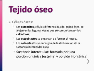 » Células óseas:
˃ Los osteocitos, células diferenciadas del tejido óseo, se
alojan en las lagunas óseas que se comunican por los
calcóforos.
˃ Los osteoblastos se encargan de formar el hueso.
˃ Los osteoclastos se encargan de la destrucción de la
sustancia intercelular ósea.
Sustancia intercelular: formada por una
porción orgánica (osteina) y porción inorgánica
 