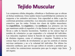 Los componen células alargadas, cilíndricas o fusiformes que se ubican
en bolsas tendinosas. Estos tejidos tienen la posibilidad de contraerse en
respuesta a los estímulos nerviosos. Esta capacidad se debe a que los
conforman proteínas contráctiles. Los músculos siempre están unidos al
conectivo, que los rodea. Existen tres clases de tejidos musculares:
los esqueléticos, los orgánicos y los cardíacos. Los primeros son los
que mantienen unido al esqueleto y le dan forma al cuerpo y son los que
llevan a cabo la función locomotora. También se los conoce bajo el
nombre de voluntarios ya que responden a la voluntad del individuo.
Los músculos orgánicos tienen la función de regular los movimientos
de distintos órganos, como el estómago e intestino. También se los
conoce bajo el nombre de involuntarios ya que los controla el sistema
nervioso autónomo y no a la voluntad del individuo. Por último los
músculos cardíacos, que son los que cubren al corazón y permiten que
este realice las contracciones necesarias para que la sangre viaje fuera
del órgano.
 