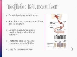 » Especializado para contraerse
» Sus células se conocen como fibras
por su longitud
» La fibra muscular contiene
miofibrillas (muchas fibras
paralelas)
» Proteínas actina y miosina
componen las miofibrillas
» Liso, Estriado o cardiaco
 