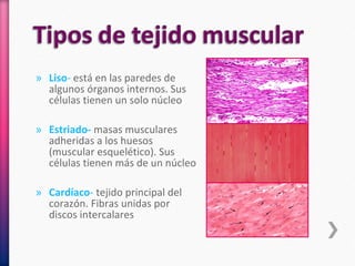 » Liso- está en las paredes de
algunos órganos internos. Sus
células tienen un solo núcleo
» Estriado- masas musculares
adheridas a los huesos
(muscular esquelético). Sus
células tienen más de un núcleo
» Cardíaco- tejido principal del
corazón. Fibras unidas por
discos intercalares
 