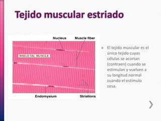» El tejido muscular es el
único tejido cuyas
células se acortan
(contraen) cuando se
estimulan y vuelven a
su longitud normal
cuando el estímulo
cesa.
 
