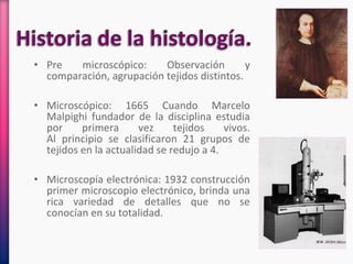 • Pre microscópico: Observación y
comparación, agrupación tejidos distintos.
• Microscópico: 1665 Cuando Marcelo
Malpighi fundador de la disciplina estudia
por primera vez tejidos vivos.
Al principio se clasificaron 21 grupos de
tejidos en la actualidad se redujo a 4.
• Microscopía electrónica: 1932 construcción
primer microscopio electrónico, brinda una
rica variedad de detalles que no se
conocían en su totalidad.
 