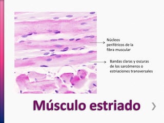 Núcleos
periféricos de la
fibra muscular
Bandas claras y oscuras
de los sarcómeros o
estriaciones transversales
 