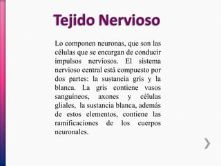 Lo componen neuronas, que son las
células que se encargan de conducir
impulsos nerviosos. El sistema
nervioso central está compuesto por
dos partes: la sustancia gris y la
blanca. La gris contiene vasos
sanguíneos, axones y células
gliales, la sustancia blanca, además
de estos elementos, contiene las
ramificaciones de los cuerpos
neuronales.
 