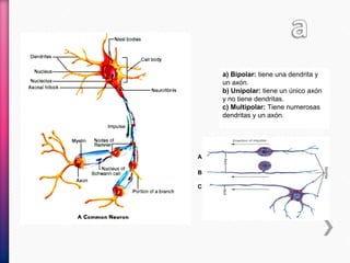 a) Bipolar: tiene una dendrita y
un axón.
b) Unipolar: tiene un único axón
y no tiene dendritas.
c) Multipolar: Tiene numerosas
dendritas y un axón.
A
B
C
 
