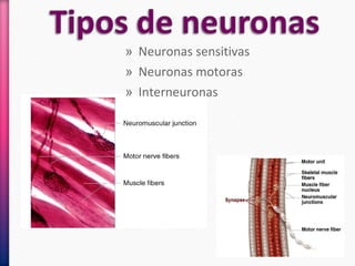 » Neuronas sensitivas
» Neuronas motoras
» Interneuronas
 