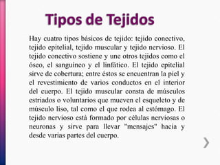 Hay cuatro tipos básicos de tejido: tejido conectivo,
tejido epitelial, tejido muscular y tejido nervioso. El
tejido conectivo sostiene y une otros tejidos como el
óseo, el sanguíneo y el linfático. El tejido epitelial
sirve de cobertura; entre éstos se encuentran la piel y
el revestimiento de varios conductos en el interior
del cuerpo. El tejido muscular consta de músculos
estriados o voluntarios que mueven el esqueleto y de
músculo liso, tal como el que rodea al estómago. El
tejido nervioso está formado por células nerviosas o
neuronas y sirve para llevar "mensajes" hacia y
desde varias partes del cuerpo.
 