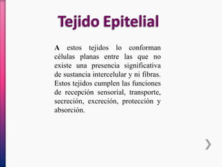 A estos tejidos lo conforman
células planas entre las que no
existe una presencia significativa
de sustancia intercelular y ni fibras.
Estos tejidos cumplen las funciones
de recepción sensorial, transporte,
secreción, excreción, protección y
absorción.
 